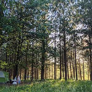 Pine Forest Tent Site