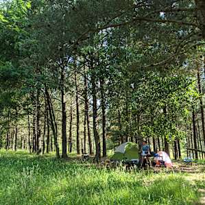 Pine Forest Tent Site