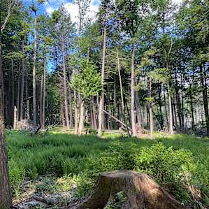 Woodsy Camp - Open!