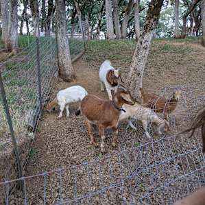 Pura Vida Springs Ranch