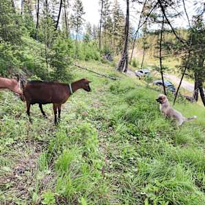 The goats are so cute and my dog loved to play with them!