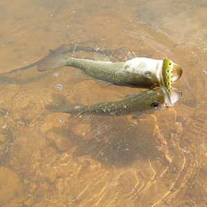 So many fish, you might just get two at one time. :)