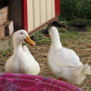 Chuck and Larry!