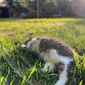 Candy the cat