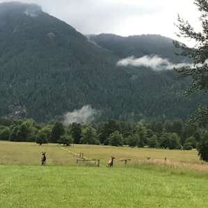 Elk visitors