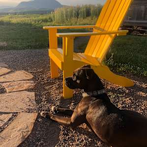Dog heaven