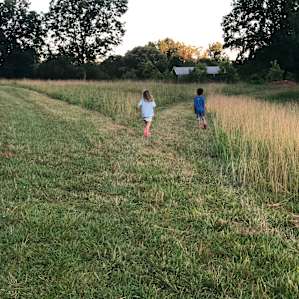 Wild Daisy Farm