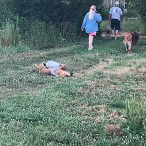 These are the owners and there sweet dogs. These two really hit it off