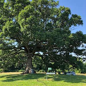 Big Oak Treehouse