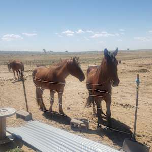Mustangs!
