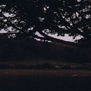 Long exposure of the firefly's, There were so many!