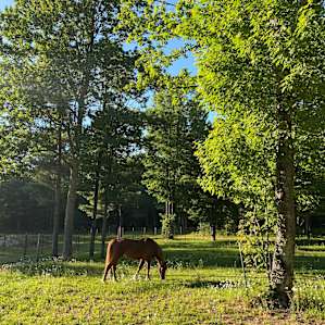 One of the horses at the farm.