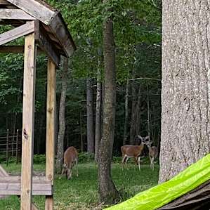 Deer right on the property!