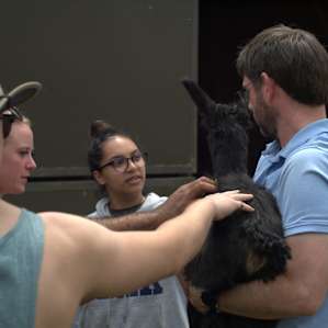 Llama Paradise at Lower Sherwood