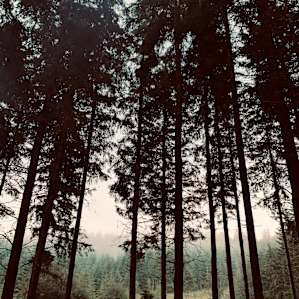 Thick Forest Seclusion