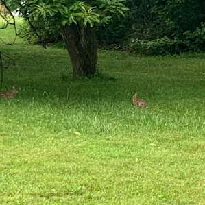 rabbits everywhere!