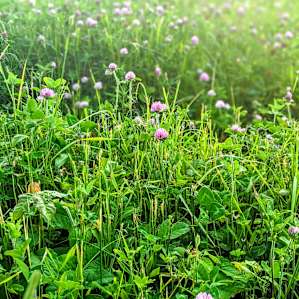 Bee Sanctuary