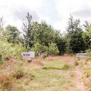 The host's beehives on the other side of the property.
