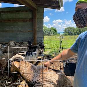 Laughing Goat Fiber Farm