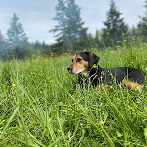 My dog enjoying the beauty.