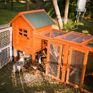 The ducks were not sure what to think of the campers.