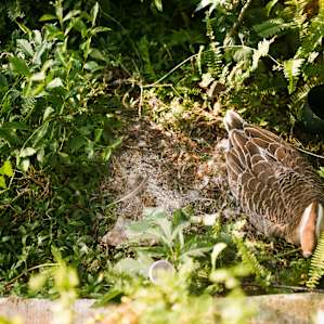 The mother goose sitting on a nest full of eggs ...