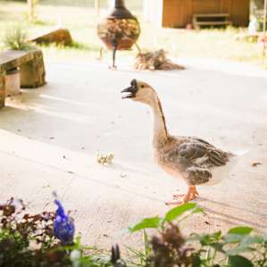and papa goose strutting for us.