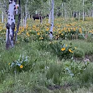 Bear Lake Basecamp!