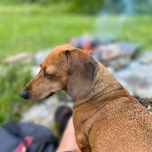 Sleeping Dog Homestead
