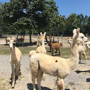 Heavenly Grace Farm