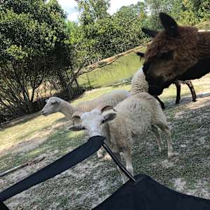 Heavenly Grace Farm