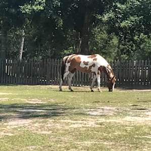 Heavenly Grace Farm