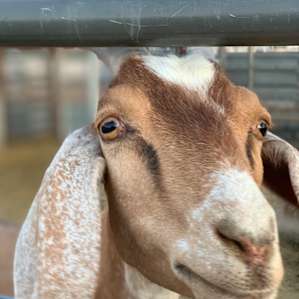 Trooper the goat