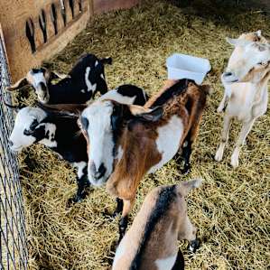 The goats were so friendly!