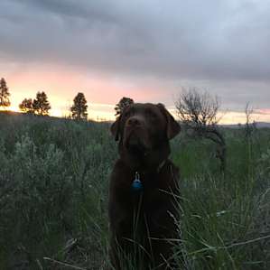 Bear Valley Cow Camp