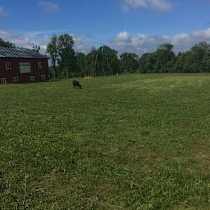 Pleasant farm across the road.