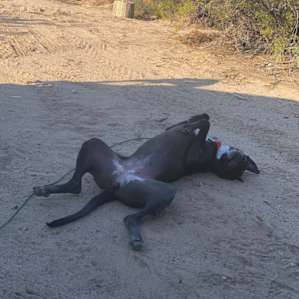5 Acre Horse Ranch Camping