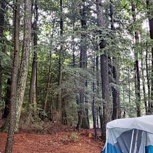 Camp Escape: The Woods