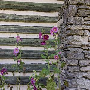 Flowers growing outside a cabin in Red Clay State Park.