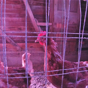 Chickens and more chickens...