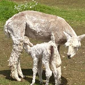 Mom and new baby
