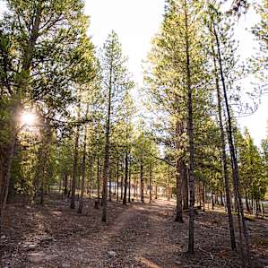 A look at the trail that leads down to the site - any vehicle can make it down here but you can also park at the top and walk down if you so choose!