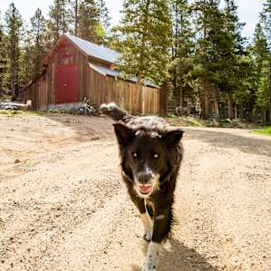 Timber, the house dog, heading over to say hello