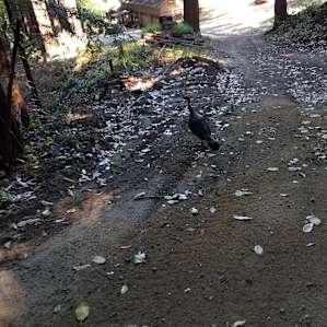 Turkey along the trail at the ranch