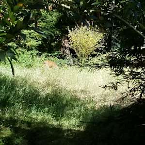 Deer and fawn in meadow on ranch