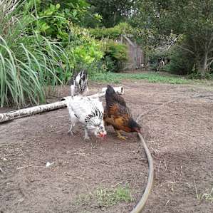 Happy hens