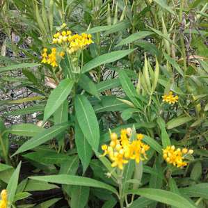 Butterfly weed, supporting monarch reproduction