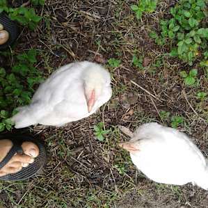Friendly poults, wishing I was bringing breakfast.