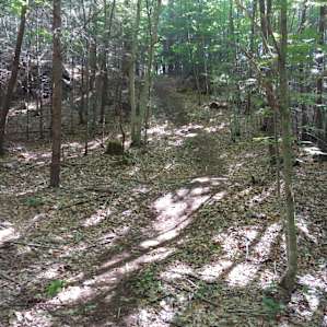 nothing but you, the trees, and the dappled sunlight