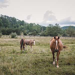 The horses were friendly and happily came up to the fence for some pets